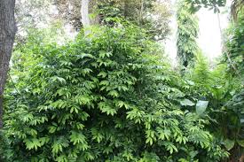 Image result for Artabotrys