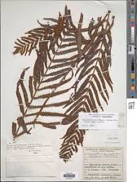 Image result for Amblovenatum