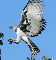 It Is A Harpy Eagle The World S Largest Eagle Virtual University Of Pakistan Harpy Eagle Pet Birds Animals