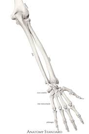 Maybe you would like to learn more about one of these? Bones Of The Forearm And Hand The Back View Arm Bones Skeleton Anatomy Human Hand Bones