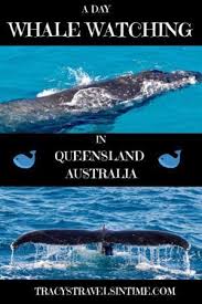 An Unforgettable Day With Brisbane Whale Watching Whale Watching Airlie Beach Things To Do In Brisbane