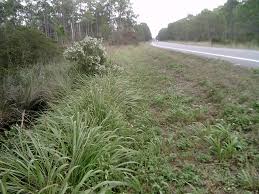 Image result for Elionurus tripsacoides