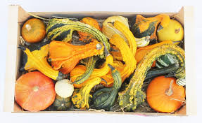 Image result for Cucurbita