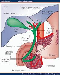 Bile Ducts Bile Duct Digestive System Anatomy Anatomy