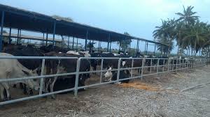 Year after year, our farm gates and corrals will save back, while being easy to use and aesthetically pleasing on your farm or in your pasture. A Look At The Different Types Of Farm Gates Drive Through Farm Gate Opener No Electricity Required Bump N Drive