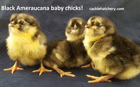 Many times farm stores that sell . Black Ameraucana Chicks For Sale Cackle Hatchery
