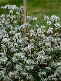 Image result for Clematis simensis