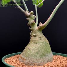 Image result for Adenia glauca