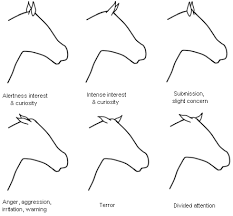 Body Language Of Stressed Horses