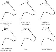 body language of stressed horses