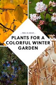 10 Colorful Winter Plants For A Beautiful Garden Year Round Winter Garden Winter Plants Cool Plants