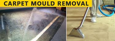 Image result for Carpet Mould Removal