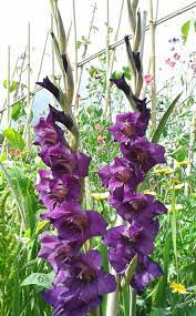 Gladiolus Flower Garden Beautiful Flowers Gladiolus