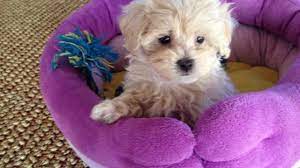 Puppies and dogs in florida. Maltipoo Maltese Poodle Mix Pups Micheline S Pups