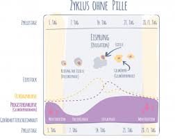 Wir erklären ihnen, wann der eisprung einsetzt und durch welche symptome er sich bei ihnen. Meine Pille Der Weibliche Zyklus