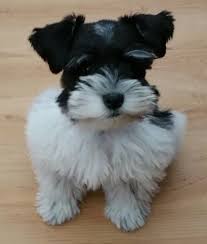 Black And Silver Mini Schnauzer Black Silver Parti Mini Schnauzer Schnauzer Miniature Schnauzer