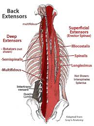 These nerves also control movements of your hip and knee muscles. Pike Stretches In Gymnastics What Muscles You May Be Actually Targeting The Hybrid Perspective Linking Gymnastics Physical Therapy