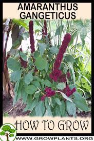 Bottom water or mist to avoid covering seeds with displaced soil. Amaranthus Gangeticus How To Grow Care