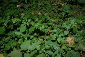 Image result for Lecanthus peduncularis