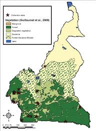 Image result for Sericanthe leonardii