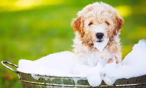 We did not find results for: How Often Should I Bathe My Goldendoodle What About Shampoo