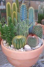 50 Schone Kaktus Garten Ideen Fur Beste Garten Inspirationen Kaktus Garten Ideas Inspirations Schon Bes In 2020 Mini Cactus Garden Succulents Cactus Arrangement