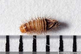 Teppichkäfer (anthrenus scrophulariae) die einheimische käferart sucht gezielt die nähe des menschen, um hier im mai und juni ihren nachwuchs großzuziehen. Larven Von Kafern Im Bett Was Tun Teppichkafer Co Gartendialog De