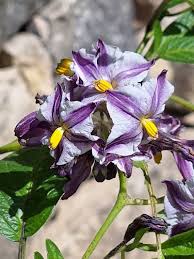 Image result for Solanum muricatum