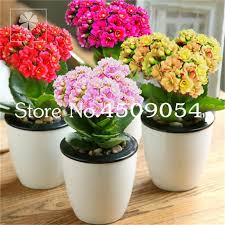 100 Pcs Winter Pot Kalanchoe Bonsai Longevity Flower Potted Plants Planting Seasons Flowering Plants Plants For Kalanchoe Blossfeldiana Flower Pots Bonsai Pots