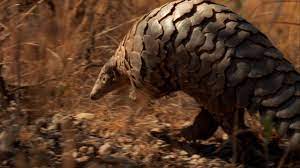 World S Weirdest Pangolin Pangolin Termite Control Mammals