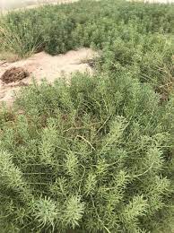 يحفز الحرمل كدواء المسالك الحركية للمخ والجهاز العصبي المركزي. Ø§ÙƒØªØ´Ø§Ù Ù†ÙˆØ¹ Ù†Ø¨Ø§ØªÙŠ Ø¬Ø¯ÙŠØ¯ Ù…Ù† Ø§Ù„Ø­Ø±Ù…Ù„ ÙŠØ³Ø¬Ù„ Ù„Ø£ÙˆÙ„ Ù…Ø±Ø© ÙÙŠ Ø§Ù„Ø¥Ù…Ø§Ø±Ø§Øª Ø£Ø®Ø¨Ø§Ø± ØµØ­ÙŠÙØ© Ø§Ù„Ø±Ø¤ÙŠØ©