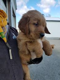 We carefully help new moms navigate the whelping process inside our home. Dark Red Golden Retriever Puppies For Sale Near Me Petfinder