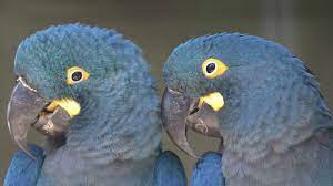 Rare Lear's macaws get new home in Cornwall - BBC News