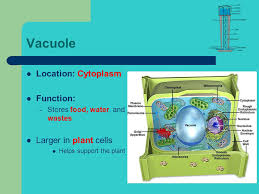 Furthermore, they perform some functions in bacteria or the prokaryotic and eukaryotic cells of plants and animals. Cell Parts And Their Jobs Ppt Download