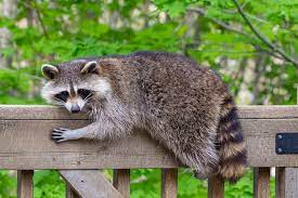They usually dig or break their way through, then sleep there during the day. How To Keep Raccoons From Climbing Deck Posts 7 Methods That Really Work Pepper S Home Garden