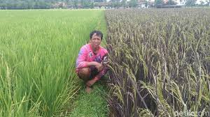 Padi merupakan tanaman yang ketiga terluas penanamannya di malaysia selepas kelapa sawit dan getah. Mengenal Purple Rice Padi Korea Yang Dibudidayakan Warga Purworejo
