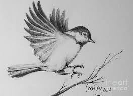 Chickadee By Catherine Howley Bird Drawings Flying Bird Drawing Birds Flying
