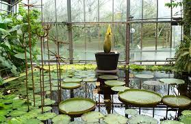 Am botanischen garten 5, r. Uni Kiel Dickes Osterei Titanwurz Geht Im Botanischen Garten Kiel In Blute