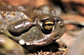 This included 10 minutes spent cleaning the poison out of her mouth and 20 minutes of drive time. Psychedelic Toad Venom Relieves Depression Anxiety And Stress Studies Find Marijuana Moment