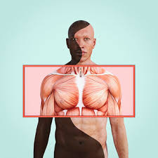 Check spelling or type a new query. Chest Muscles In Man With Different Skin Colors Stockphoto