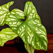 Image result for Cercestis