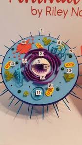 It shows the anatomy of an animal cell. 10 School Projects Ideas Animal Cell Project Cells Project Animal Cells Model