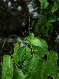 Image result for Alchornea occidentalis