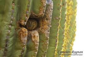 Activist alexei navalny spent his last hours of freedom returning to russia watching rick and morty. Elf Owl Inside Saguaro Cactus Elf Owl Owl Habitat Owl Photos