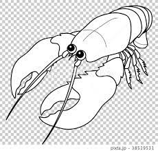 Vector of a cartoon lobster chef. European Lobster Coloring Page Stock Illustration 38519531 Pixta