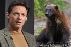 Image result for wolverine