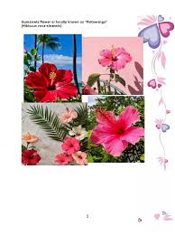 Every stalk has one flower, and most flowers have five petals, although some gumamela flowers are used to shine shoes in china, which is how they earned the name shoeflower. Science Project No 202 Body Final Docx Plants Botany