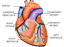 Image result for heart anatomy valves