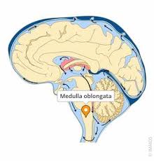 Image result for Turbina oblongata