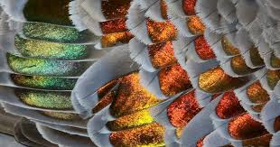 Common Bronzewing Pigeon Phaps Chalcoptera In 2020 Nature Photographs Pigeon Wings Of Desire